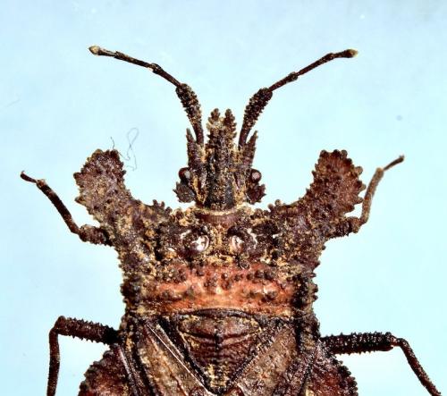 Dysodius sp.